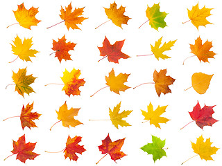 Image showing Maple leaves