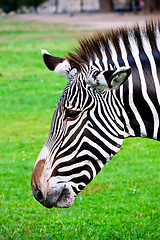 Image showing Zebra