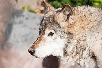 Image showing Wolf