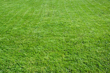 Image showing Green grass