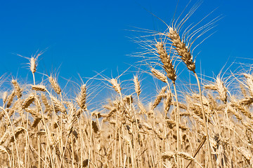 Image showing Wheat field