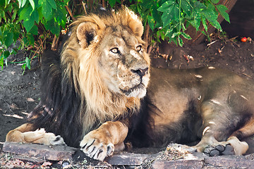 Image showing Lion