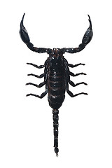 Image showing Scorpion