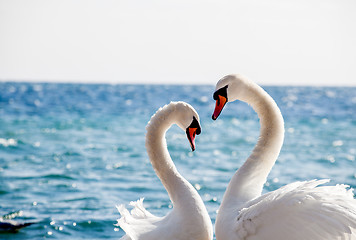 Image showing Swan couple