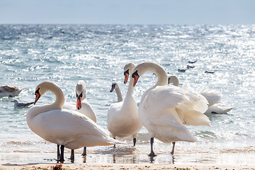 Image showing Swan flock