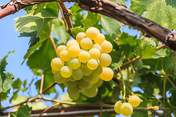 Image showing Bunch of grapes