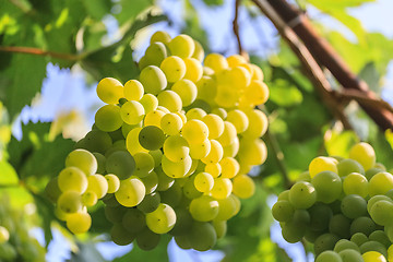 Image showing Grapes