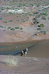 Image showing Horse in desert