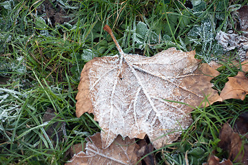 Image showing the first frost