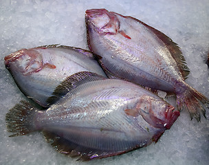 Image showing fresh raw fish