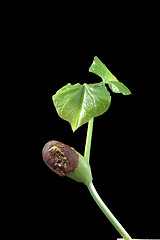 Image showing Growing bean