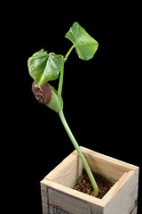 Image showing Growing bean