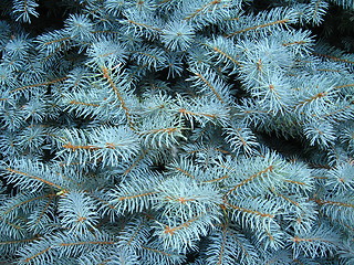 Image showing light blue branches of young fur-tree