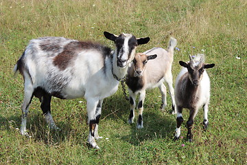 Image showing Goat and kid on a pasture