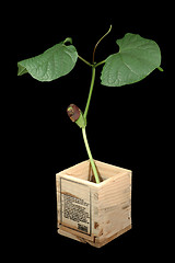 Image showing Growing bean