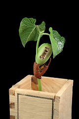 Image showing Growing bean