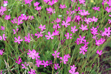 Image showing flower of red carnation