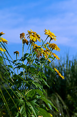 Image showing cluster of sunflowers