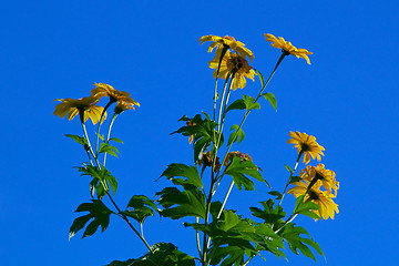 Image showing sunflowers against sky