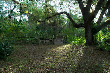 Image showing sunrise though large oak