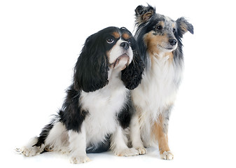 Image showing shetland dog and cavalier king charles