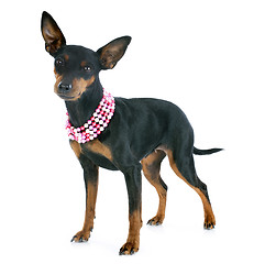 Image showing miniature pinscher