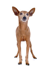 Image showing miniature pinscher