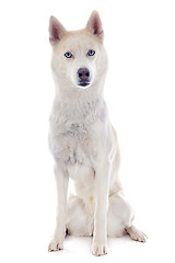 Image showing siberian husky