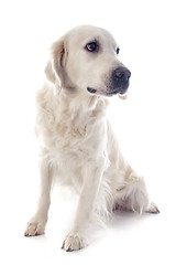 Image showing golden retriever