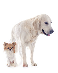 Image showing golden retriever and chihuahua