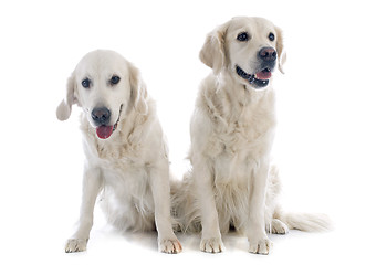 Image showing golden retrievers