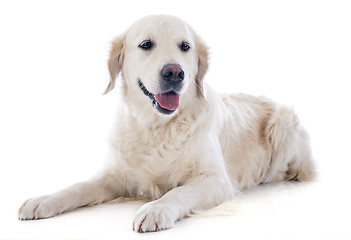 Image showing golden retriever