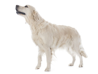 Image showing golden retriever