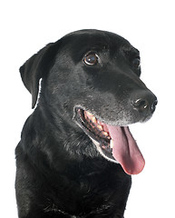 Image showing old labrador retriever