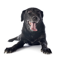 Image showing old labrador retriever