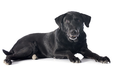 Image showing old labrador retriever