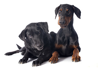 Image showing labrador retriever and dobermann