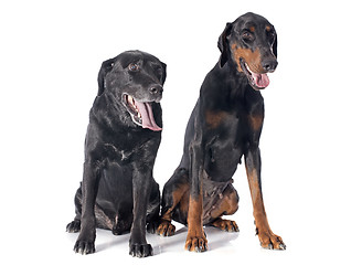 Image showing labrador retriever and dobermann