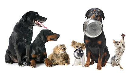 Image showing hungry pets