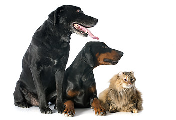 Image showing labrador retriever, cat and dobermann