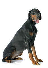 Image showing doberman pinscher