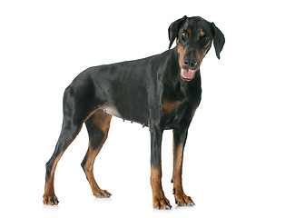 Image showing doberman pinscher