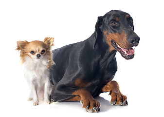 Image showing doberman and chihuahua