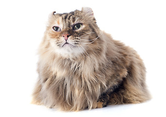 Image showing american curl cat
