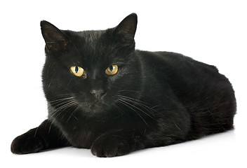 Image showing black cat