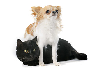 Image showing black cat and chihuahua