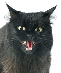 Image showing furious cat