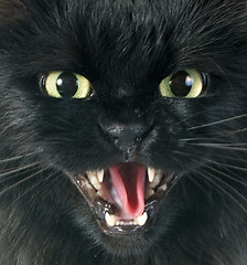 Image showing furious cat