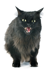 Image showing furious cat