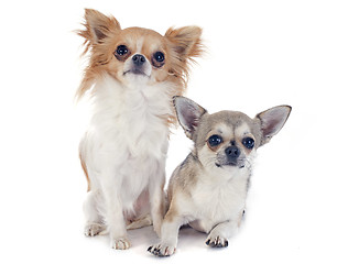 Image showing chihuahuas